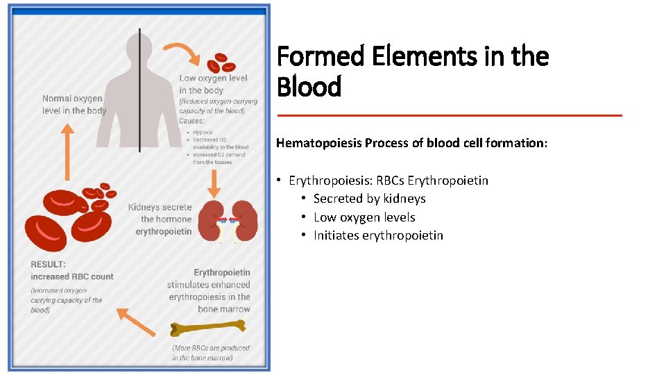 Formed Elements in the Blood Hematopoiesis Process of blood cell formation: • Erythropoiesis: RBCs