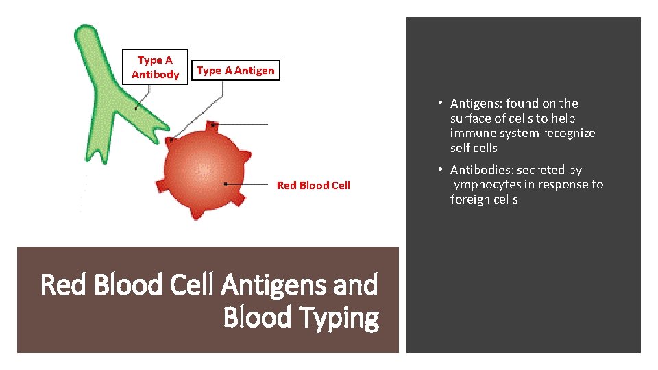 Type A Antibody Type A Antigen • Antigens: found on the surface of cells