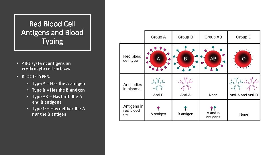 Red Blood Cell Antigens and Blood Typing • ABO system: antigens on erythrocyte cell