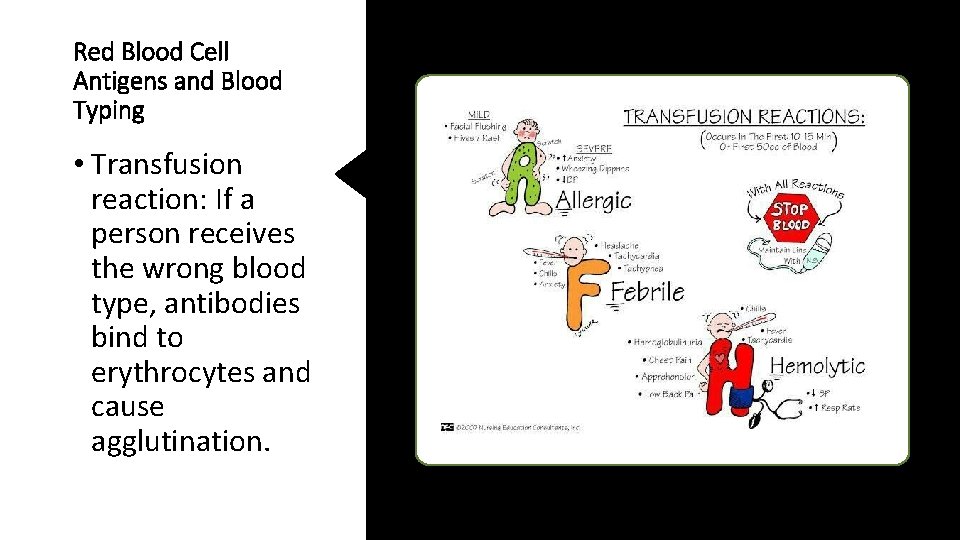 Red Blood Cell Antigens and Blood Typing • Transfusion reaction: If a person receives