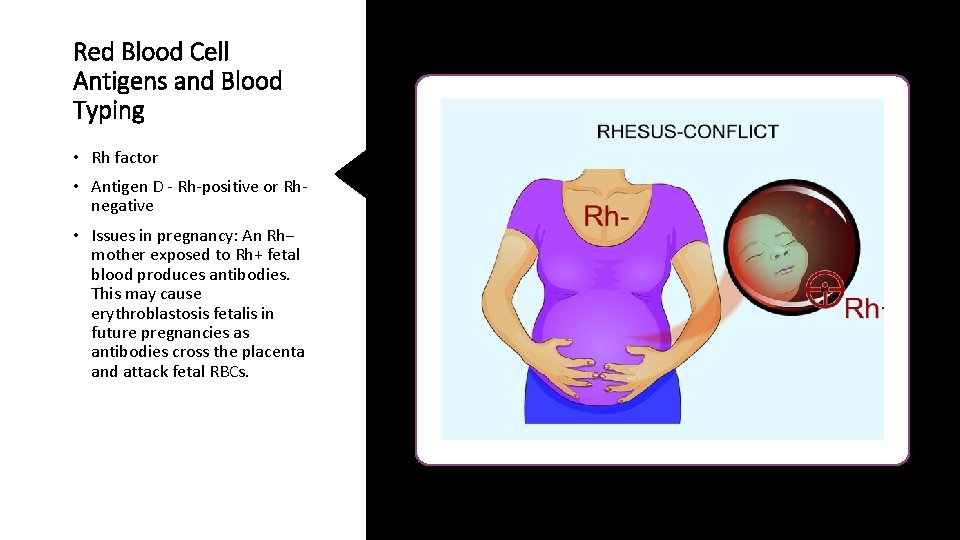 Red Blood Cell Antigens and Blood Typing • Rh factor • Antigen D -