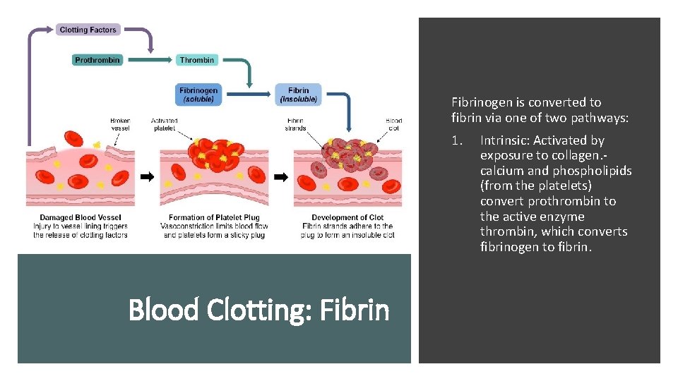 Fibrinogen is converted to fibrin via one of two pathways: 1. Blood Clotting: Fibrin