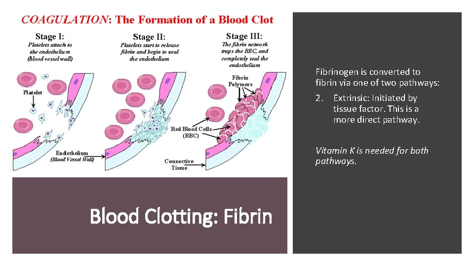 Fibrinogen is converted to fibrin via one of two pathways: 2. Extrinsic: Initiated by