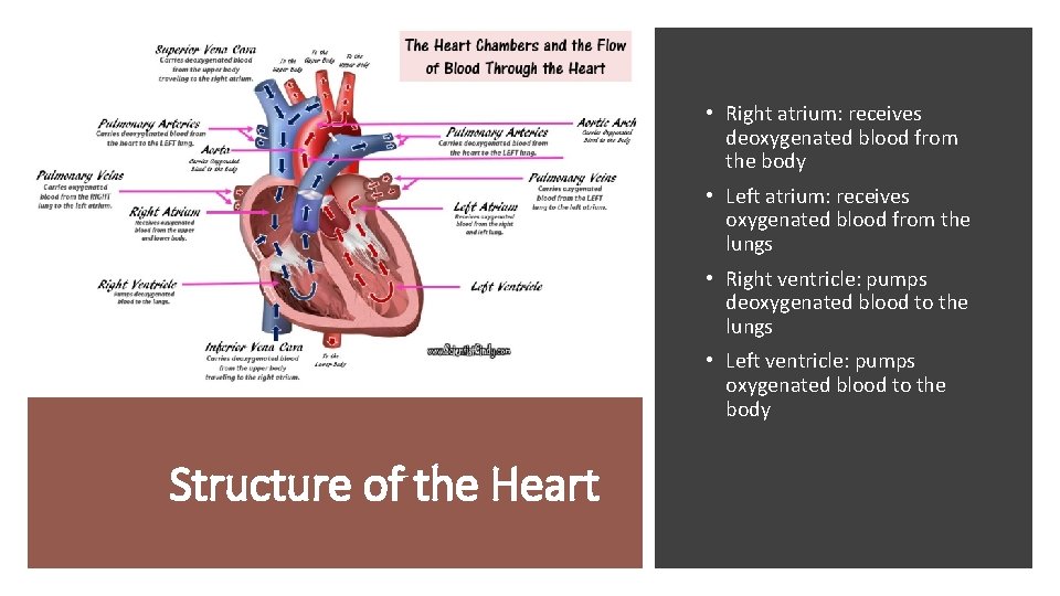  • Right atrium: receives deoxygenated blood from the body • Left atrium: receives