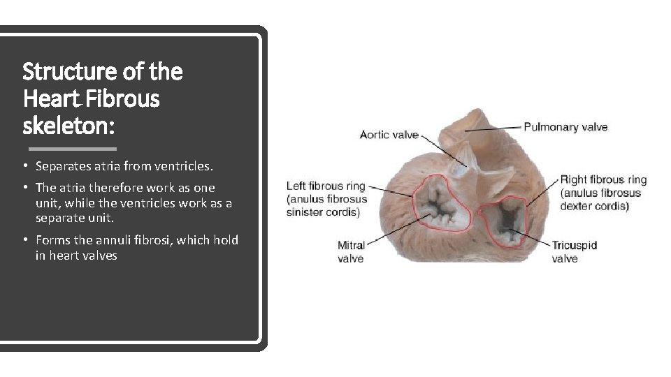 Structure of the Heart Fibrous skeleton: • Separates atria from ventricles. • The atria
