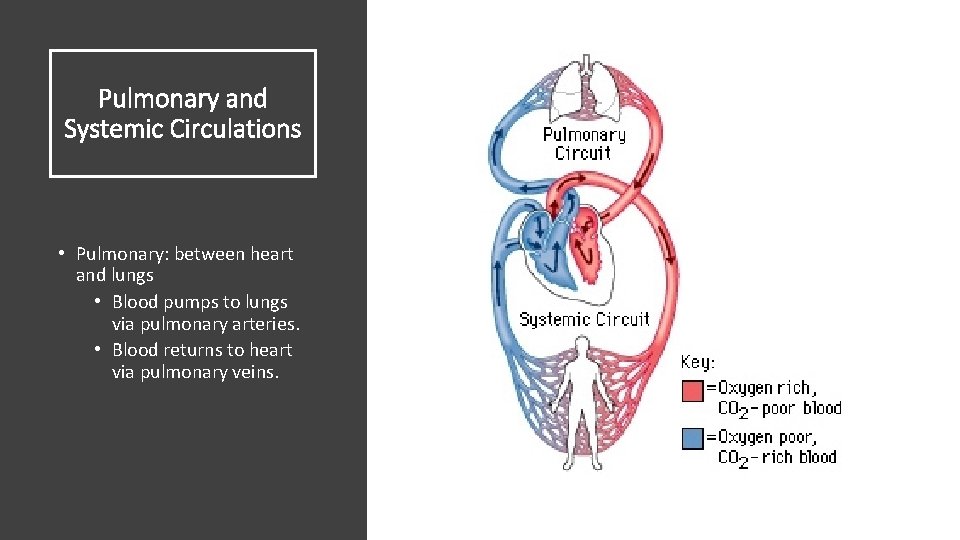 Pulmonary and Systemic Circulations • Pulmonary: between heart and lungs • Blood pumps to