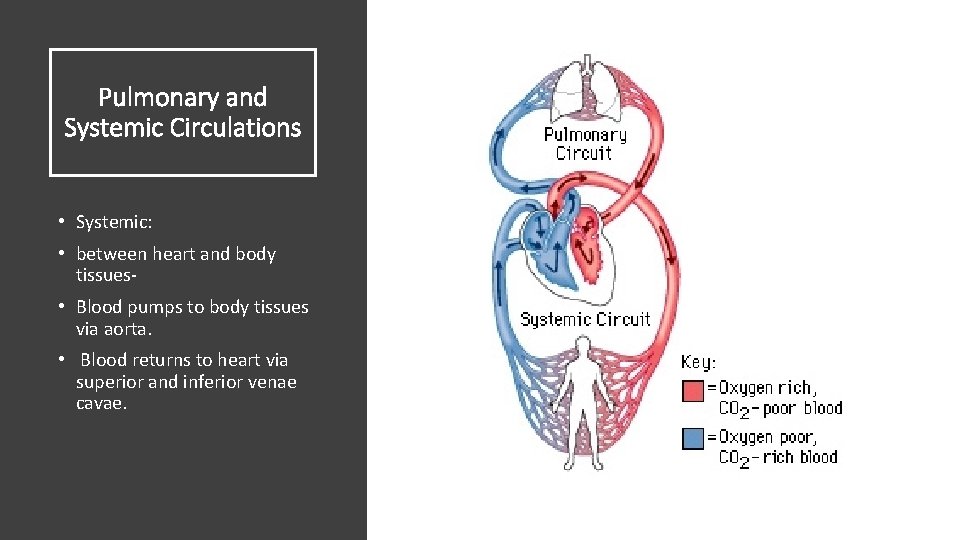 Pulmonary and Systemic Circulations • Systemic: • between heart and body tissues • Blood