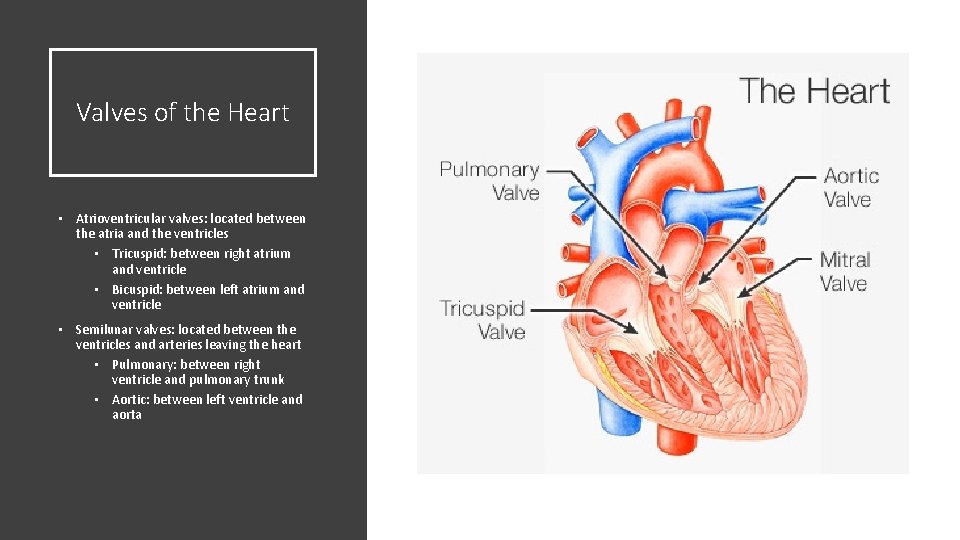 Valves of the Heart • Atrioventricular valves: located between the atria and the ventricles