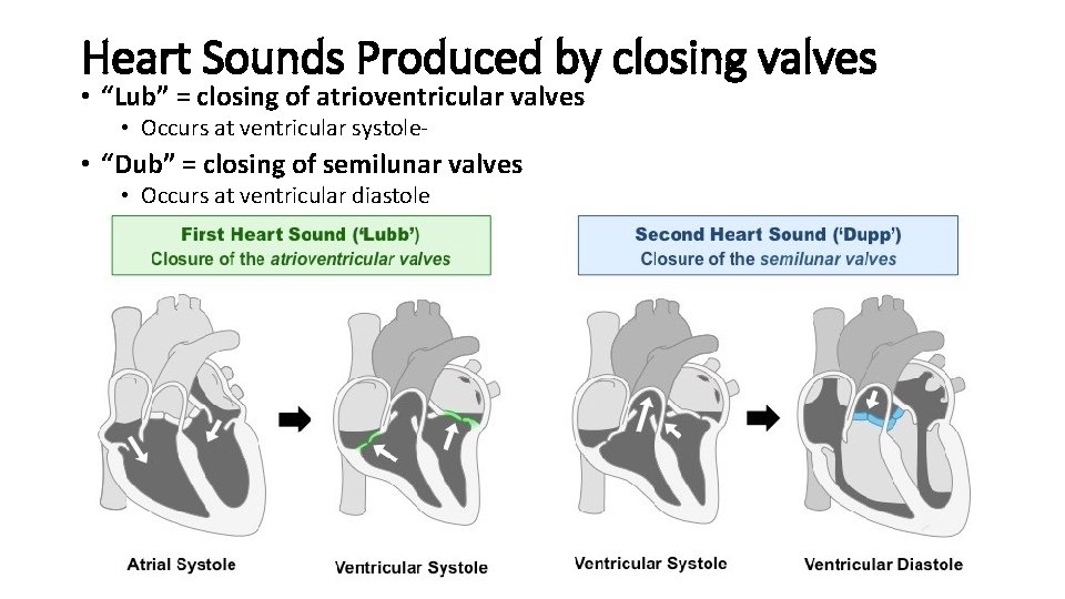 Heart Sounds Produced by closing valves • “Lub” = closing of atrioventricular valves •