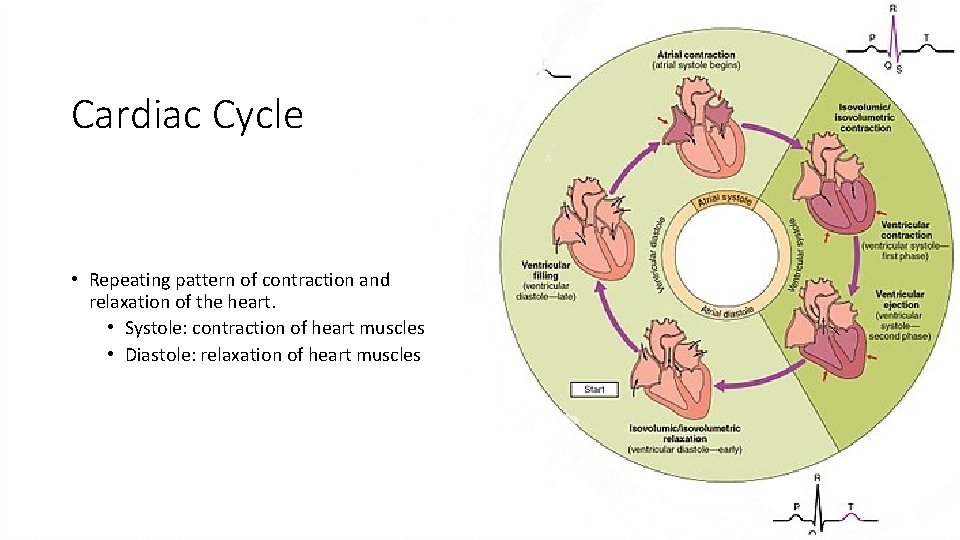 Cardiac Cycle • Repeating pattern of contraction and relaxation of the heart. • Systole: