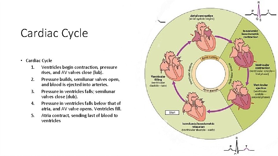 Cardiac Cycle • Cardiac Cycle 1. Ventricles begin contraction, pressure rises, and AV valves