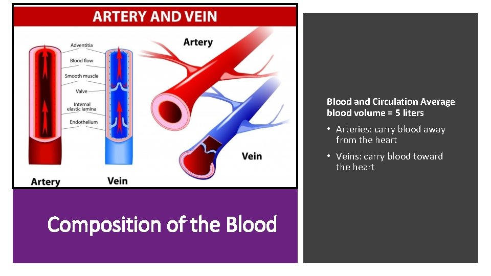 Blood and Circulation Average blood volume = 5 liters • Arteries: carry blood away