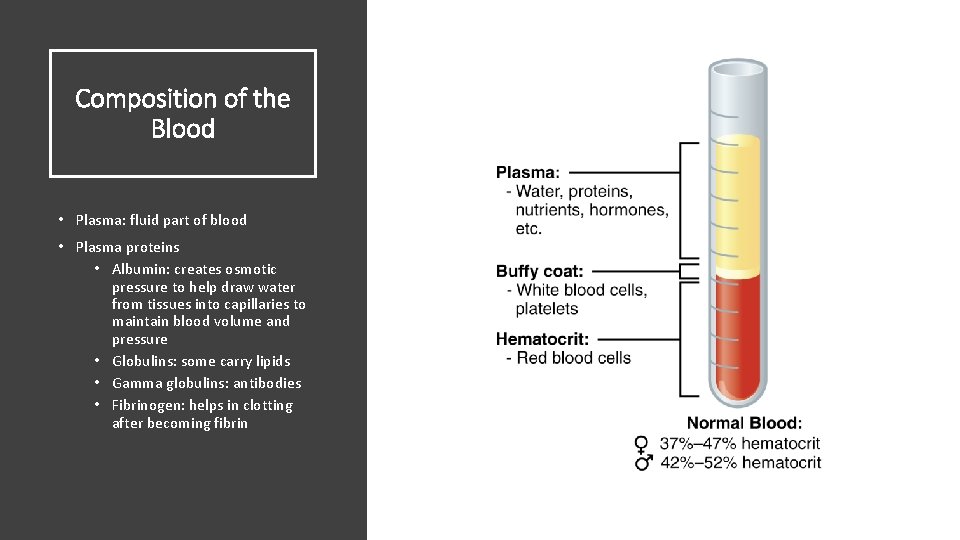 Composition of the Blood • Plasma: fluid part of blood • Plasma proteins •