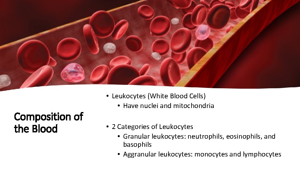 Composition of the Blood • Leukocytes (White Blood Cells) • Have nuclei and mitochondria