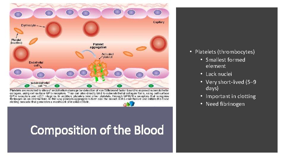  • Platelets (thrombocytes) • Smallest formed element • Lack nuclei • Very short-lived