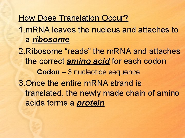 How Does Translation Occur? 1. m. RNA leaves the nucleus and attaches to a