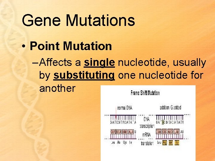 Gene Mutations • Point Mutation – Affects a single nucleotide, usually by substituting one