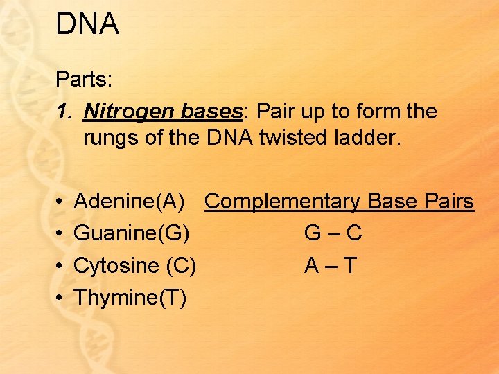 DNA Parts: 1. Nitrogen bases: Pair up to form the rungs of the DNA