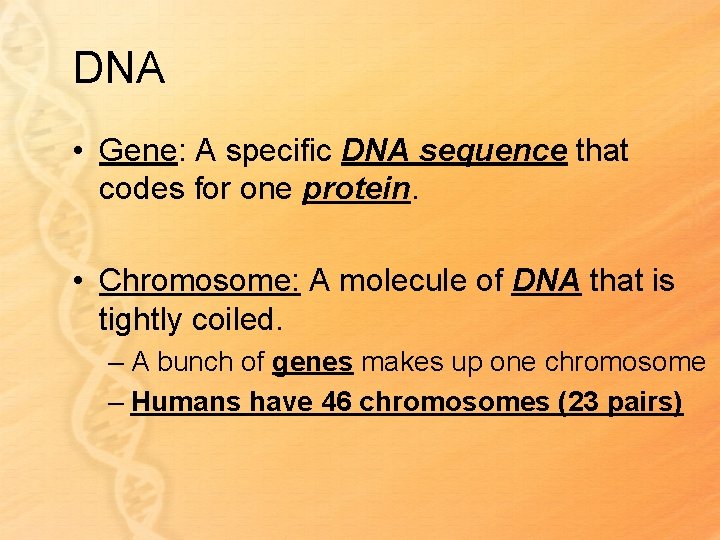 DNA • Gene: A specific DNA sequence that codes for one protein. • Chromosome: