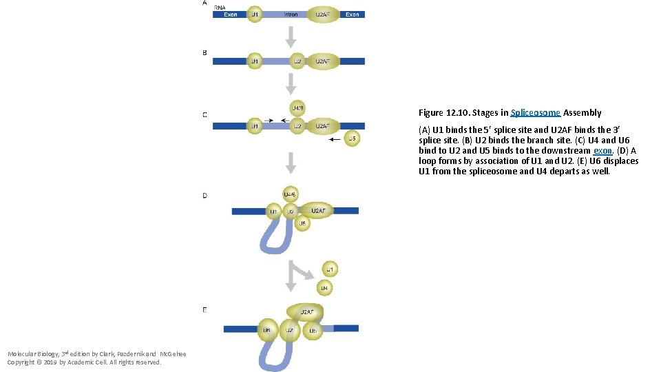 Figure 12. 10. Stages in Spliceosome Assembly (A) U 1 binds the 5′ splice