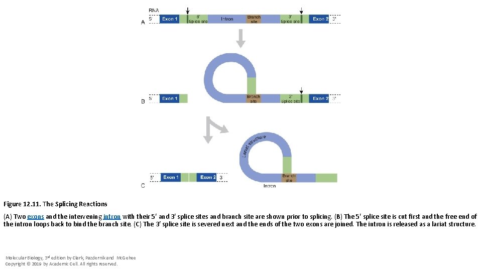 Figure 12. 11. The Splicing Reactions (A) Two exons and the intervening intron with