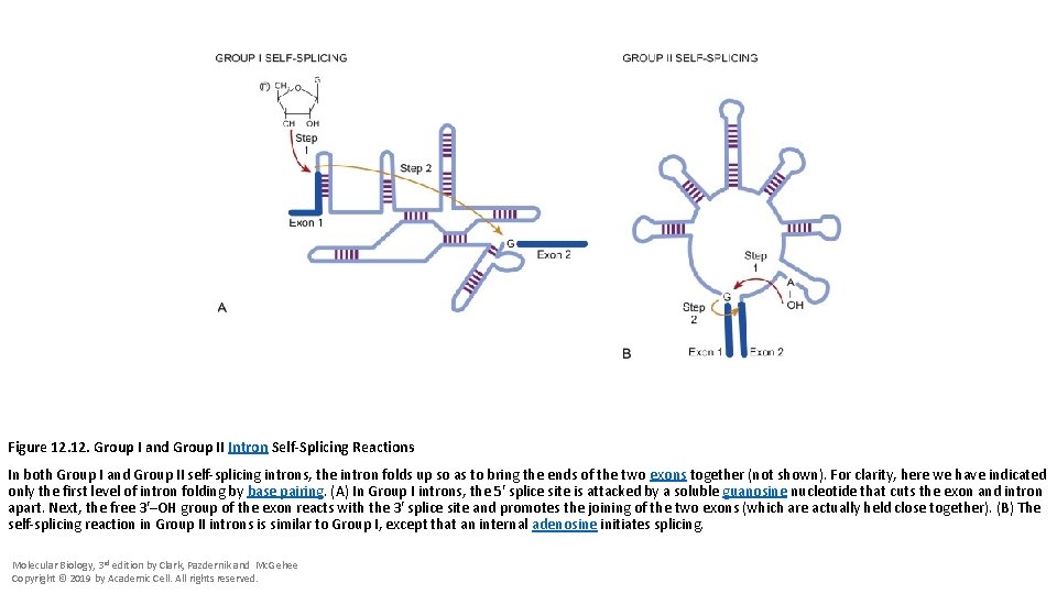 Figure 12. Group I and Group II Intron Self-Splicing Reactions In both Group I