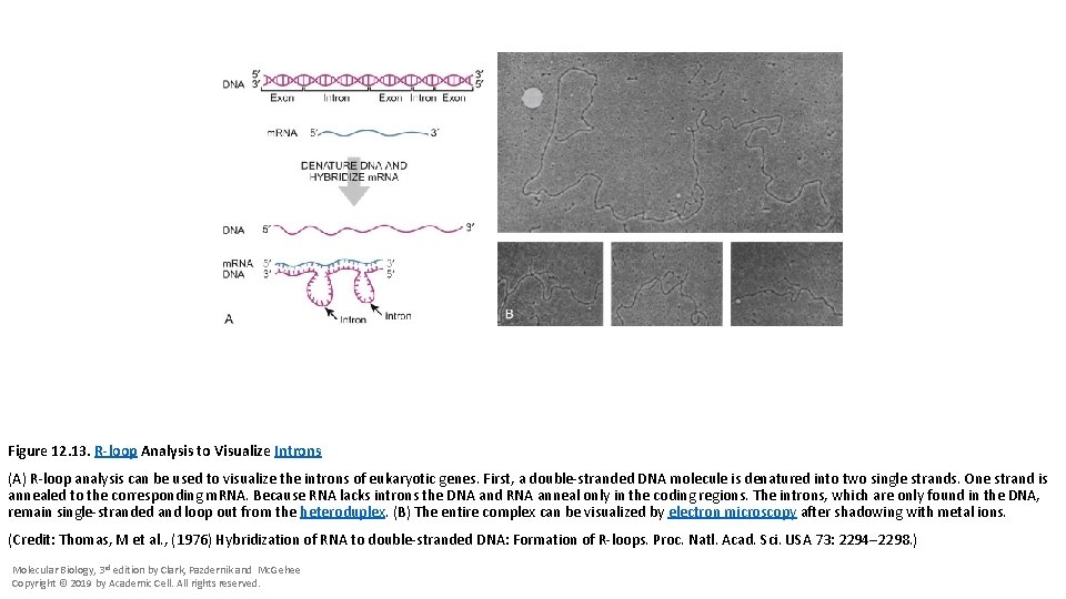 Figure 12. 13. R-loop Analysis to Visualize Introns (A) R-loop analysis can be used