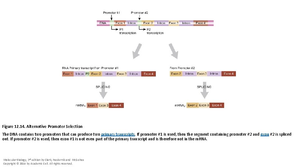 Figure 12. 14. Alternative Promoter Selection The DNA contains two promoters that can produce