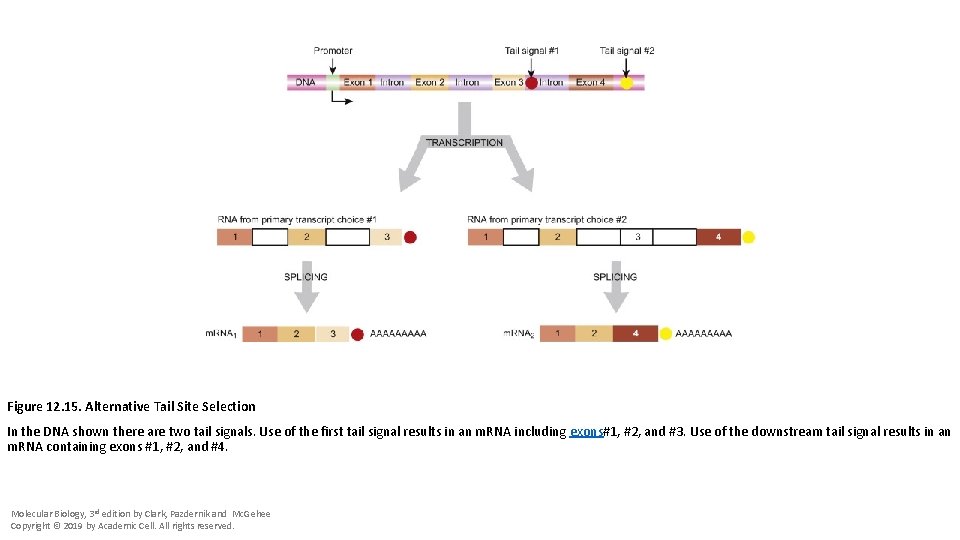 Figure 12. 15. Alternative Tail Site Selection In the DNA shown there are two