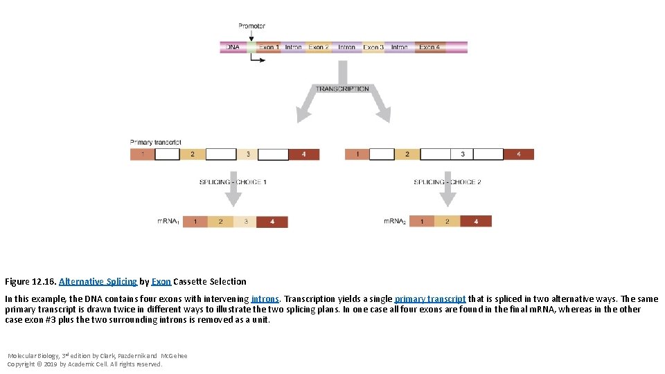 Figure 12. 16. Alternative Splicing by Exon Cassette Selection In this example, the DNA