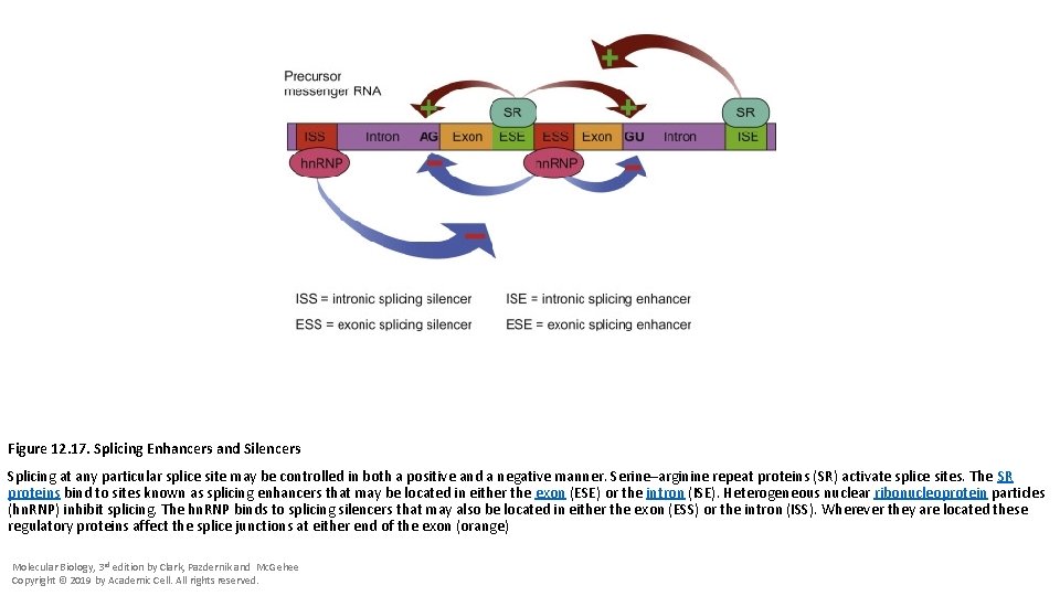 Figure 12. 17. Splicing Enhancers and Silencers Splicing at any particular splice site may