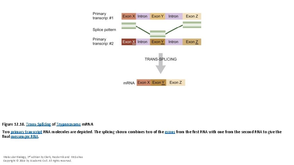 Figure 12. 18. Trans-Splicing of Trypanosome m. RNA Two primary transcript RNA molecules are