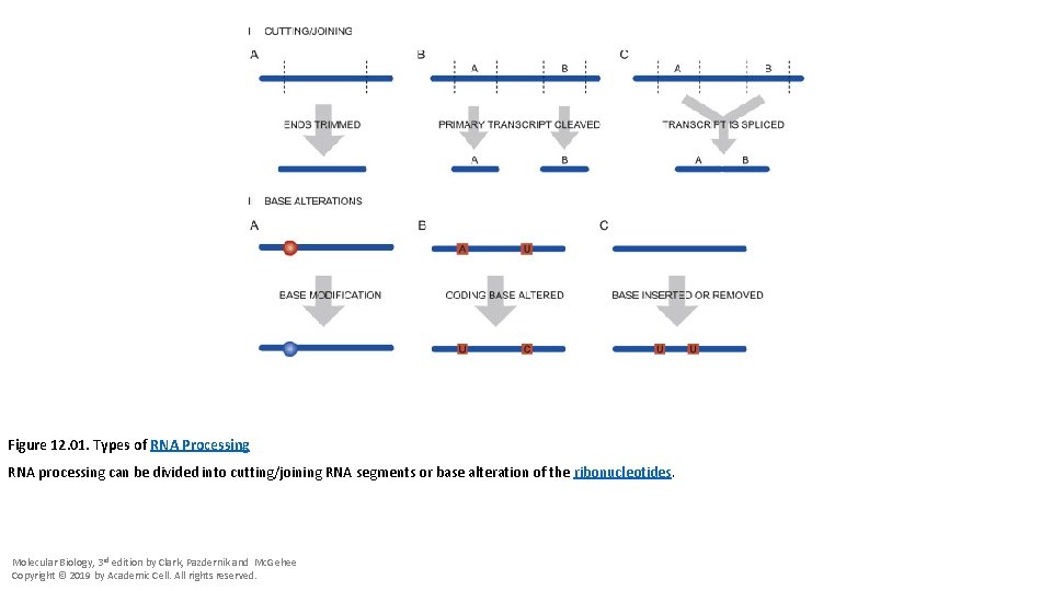 Figure 12. 01. Types of RNA Processing RNA processing can be divided into cutting/joining