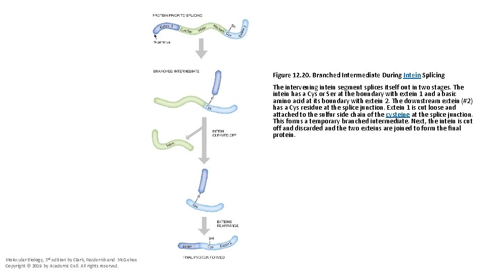 Figure 12. 20. Branched Intermediate During Intein Splicing The intervening intein segment splices itself