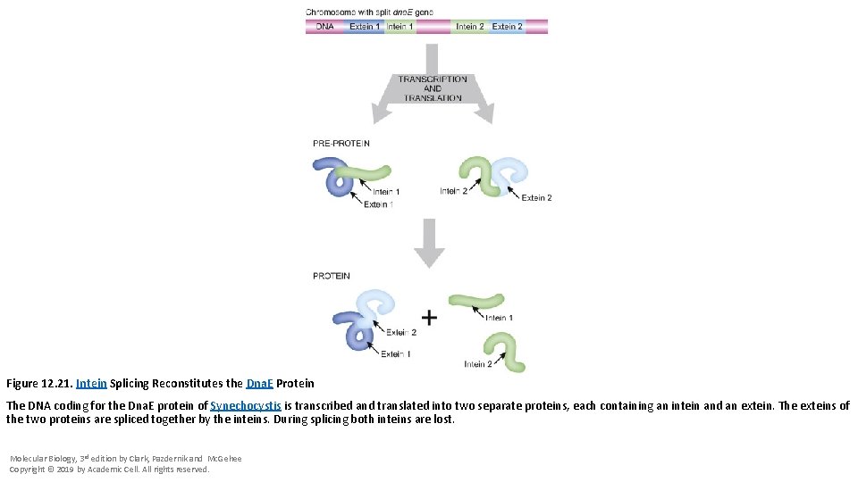 Figure 12. 21. Intein Splicing Reconstitutes the Dna. E Protein The DNA coding for