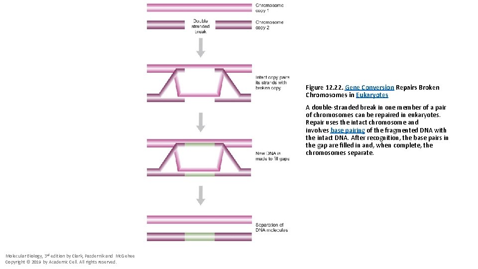 Figure 12. 22. Gene Conversion Repairs Broken Chromosomes in Eukaryotes A double-stranded break in