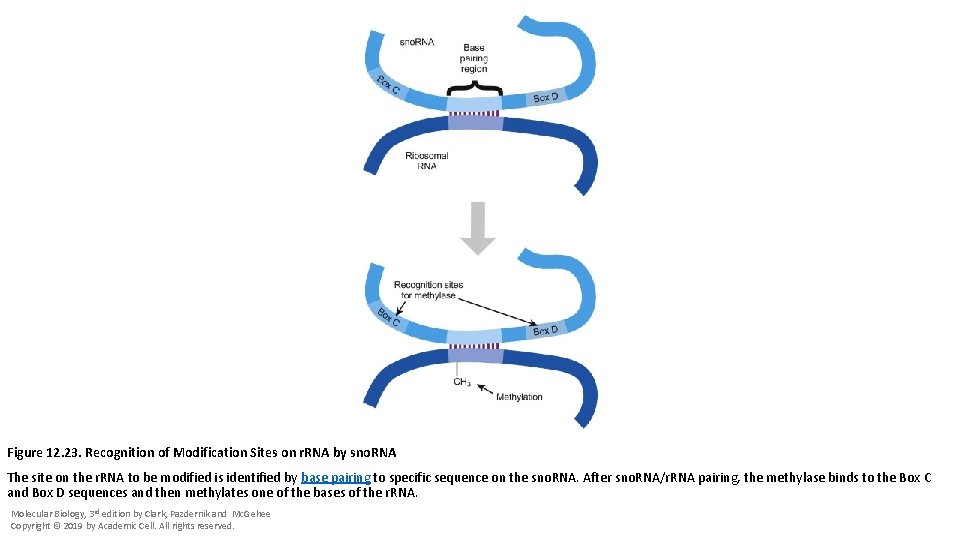 Figure 12. 23. Recognition of Modification Sites on r. RNA by sno. RNA The