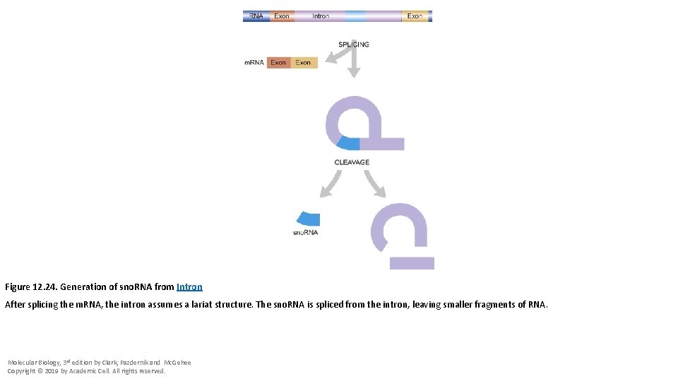 Figure 12. 24. Generation of sno. RNA from Intron After splicing the m. RNA,