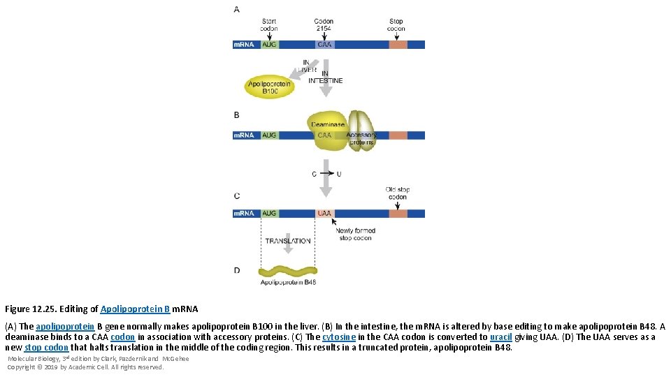 Figure 12. 25. Editing of Apolipoprotein B m. RNA (A) The apolipoprotein B gene