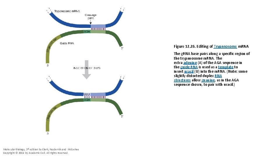 Figure 12. 26. Editing of Trypanosome m. RNA The g. RNA base pairs along