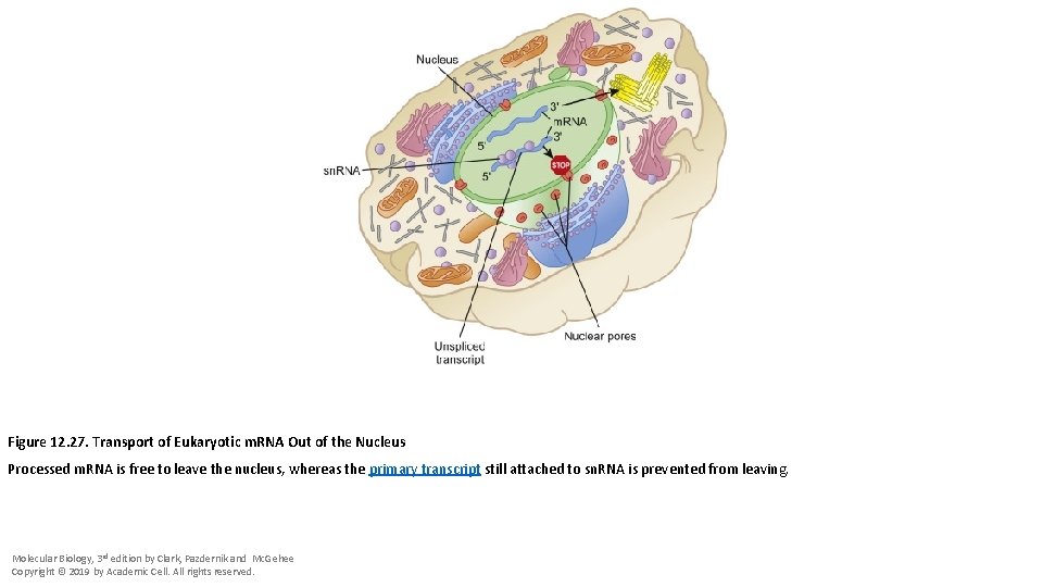 Figure 12. 27. Transport of Eukaryotic m. RNA Out of the Nucleus Processed m.