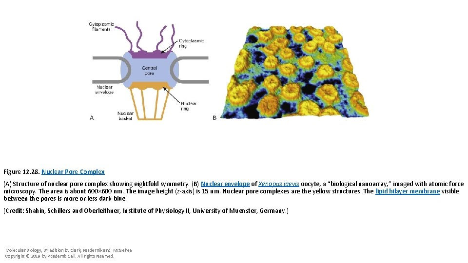 Figure 12. 28. Nuclear Pore Complex (A) Structure of nuclear pore complex showing eightfold