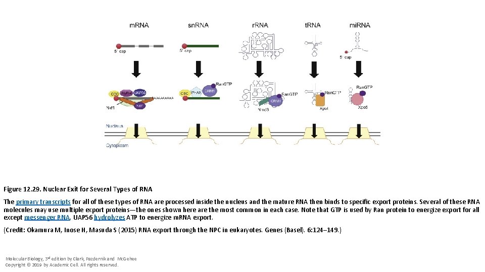 Figure 12. 29. Nuclear Exit for Several Types of RNA The primary transcripts for