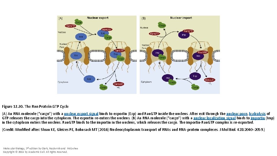 Figure 12. 30. The Ran Protein GTP Cycle (A) An RNA molecule (“cargo”) with