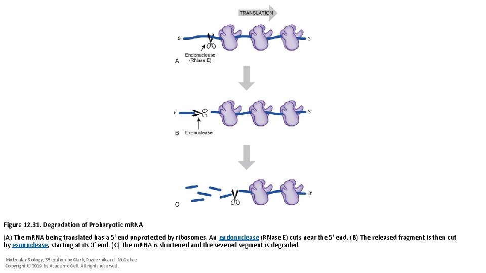 Figure 12. 31. Degradation of Prokaryotic m. RNA (A) The m. RNA being translated