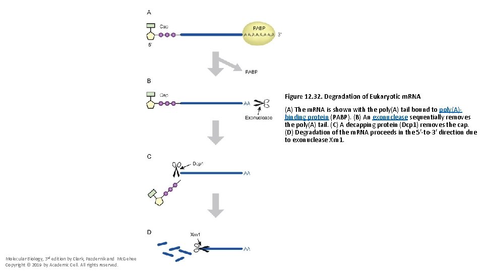 Figure 12. 32. Degradation of Eukaryotic m. RNA (A) The m. RNA is shown