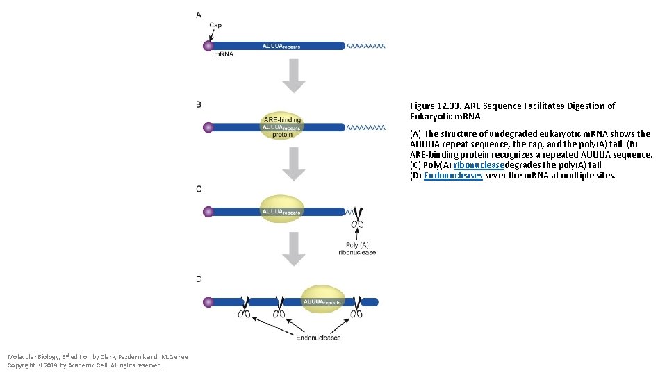 Figure 12. 33. ARE Sequence Facilitates Digestion of Eukaryotic m. RNA (A) The structure