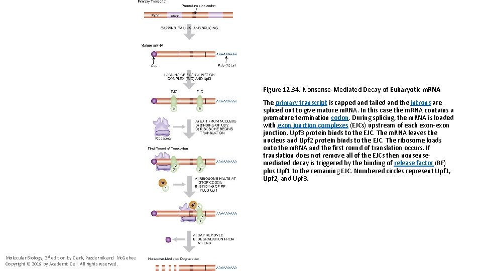 Figure 12. 34. Nonsense-Mediated Decay of Eukaryotic m. RNA The primary transcript is capped