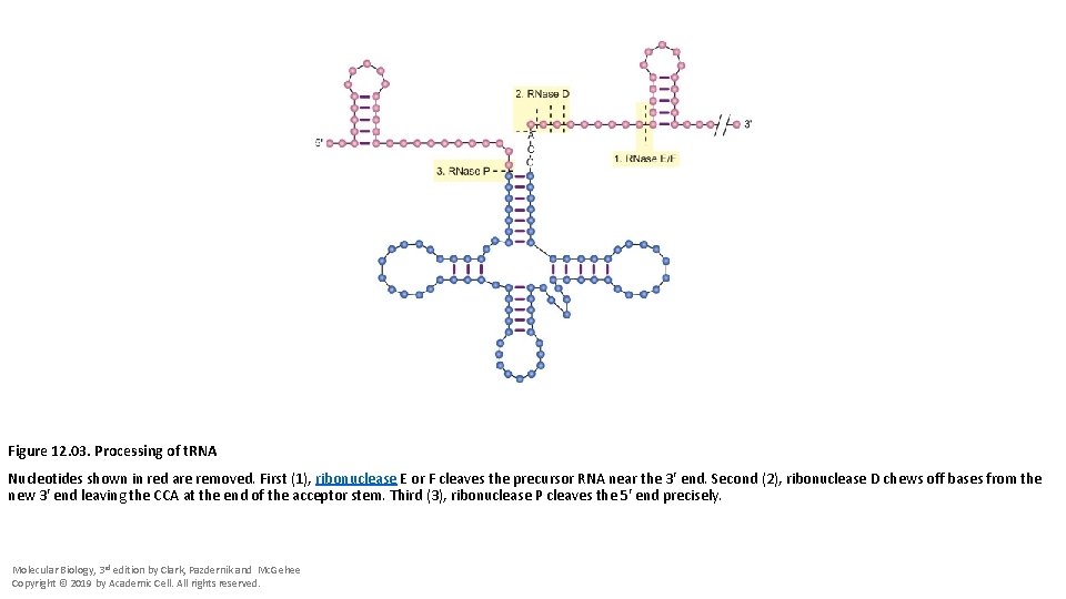 Figure 12. 03. Processing of t. RNA Nucleotides shown in red are removed. First