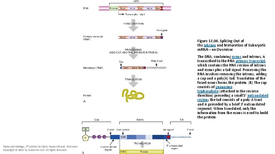 Figure 12. 04. Splicing Out of the Introns and Maturation of Eukaryotic m. RNA—an